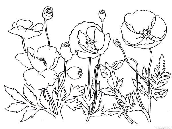 Dibujo para colorear: Amapola (Naturaleza) #162513 - Dibujos para Colorear e Imprimir Gratis