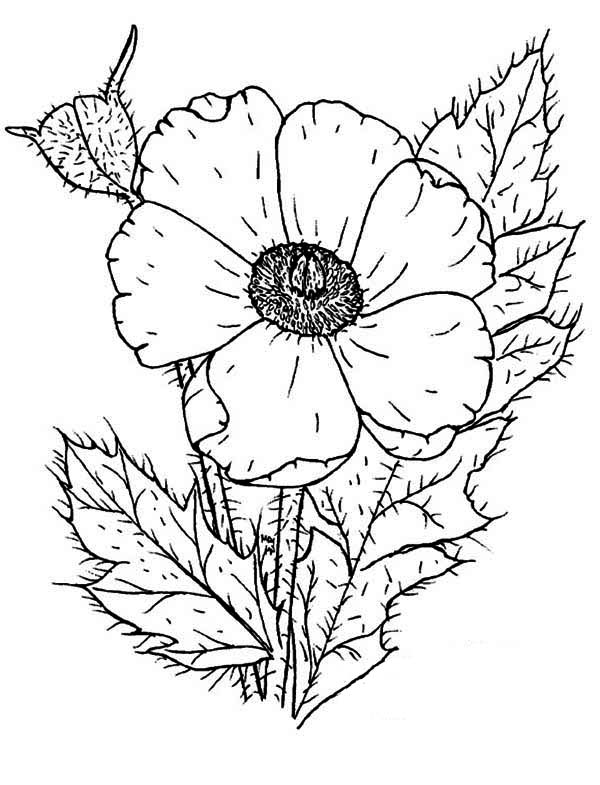 Dibujo para colorear: Amapola (Naturaleza) #162523 - Dibujos para Colorear e Imprimir Gratis
