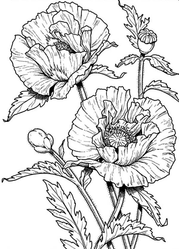 Dibujo para colorear: Amapola (Naturaleza) #162535 - Dibujos para Colorear e Imprimir Gratis