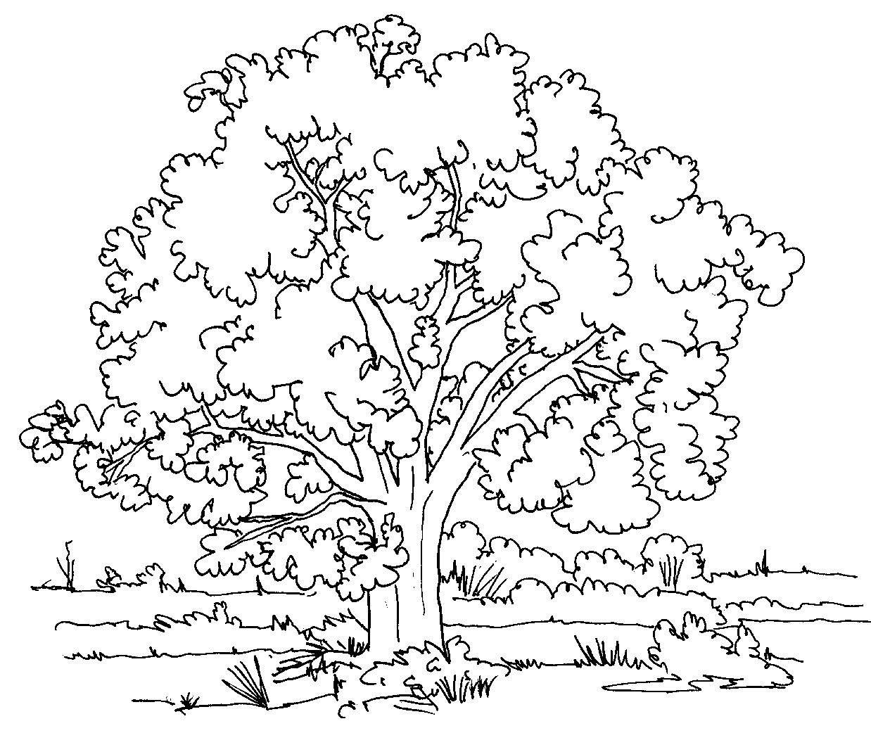 Dibujo para colorear: Árbol (Naturaleza) #154668 - Dibujos para Colorear e Imprimir Gratis