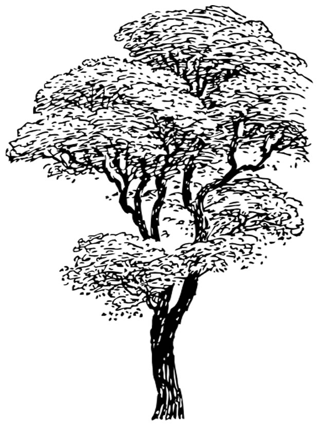 Dibujo para colorear: Árbol (Naturaleza) #154715 - Dibujos para Colorear e Imprimir Gratis