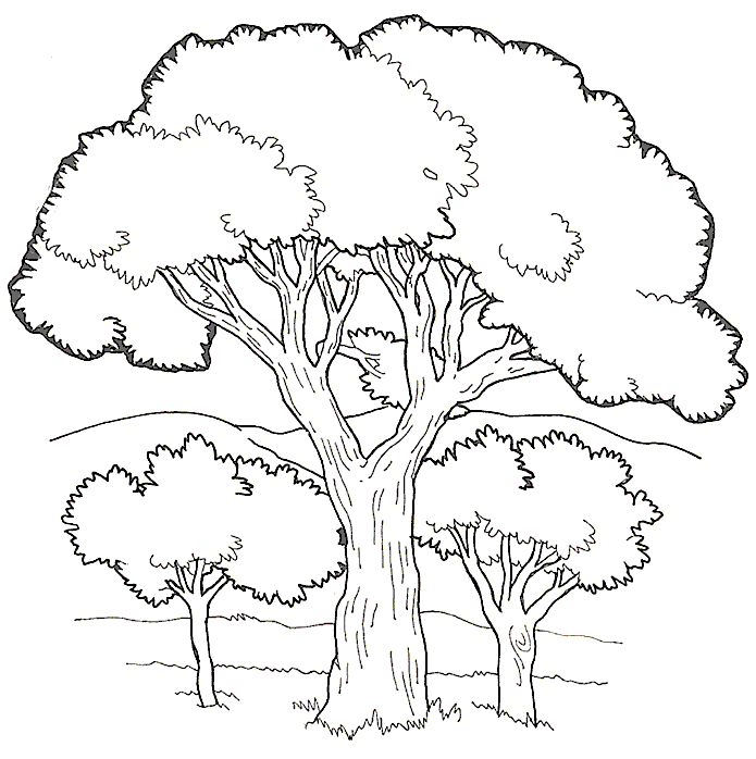 Dibujos de Árbol #154733 (Naturaleza) para colorear – Páginas imprimibles  gratis