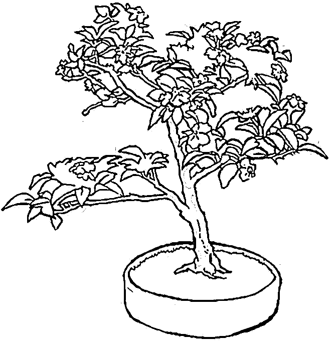 Dibujo para colorear: Árbol (Naturaleza) #154738 - Dibujos para Colorear e Imprimir Gratis