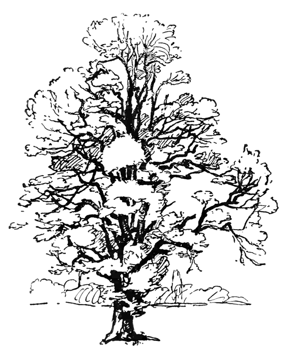 Dibujo para colorear: Árbol (Naturaleza) #154743 - Dibujos para Colorear e Imprimir Gratis