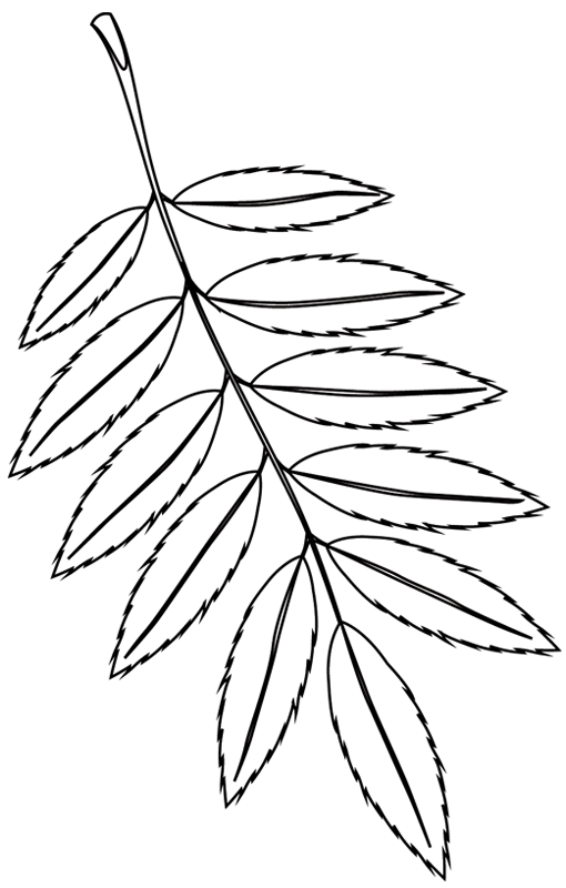 Dibujo para colorear: Árbol (Naturaleza) #154766 - Dibujos para Colorear e Imprimir Gratis