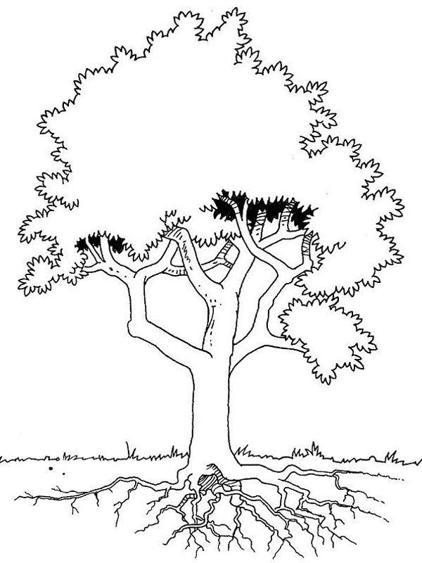 Dibujo para colorear: Árbol (Naturaleza) #154887 - Dibujos para Colorear e Imprimir Gratis