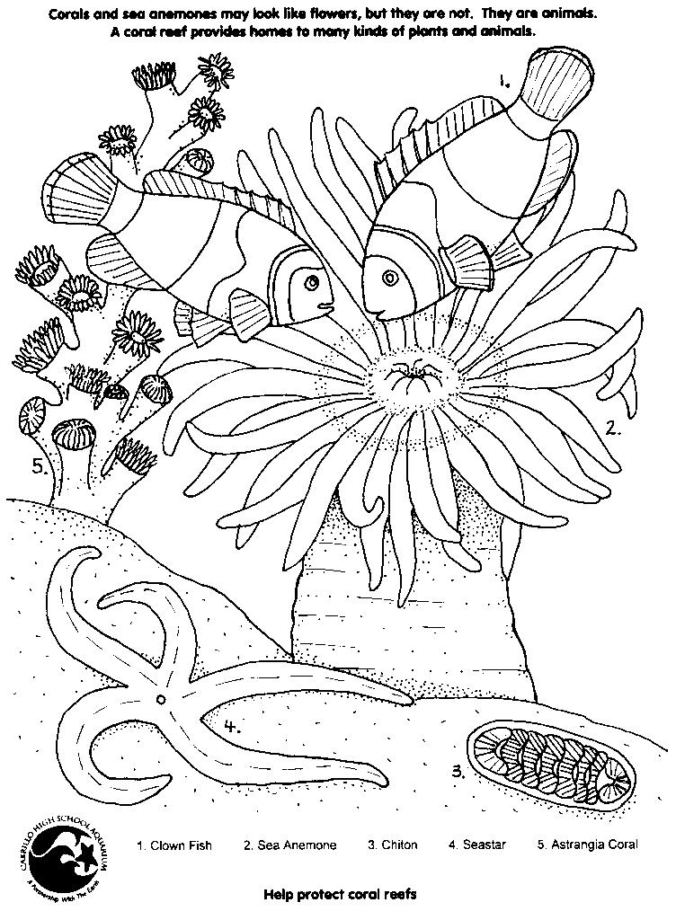 Dibujo para colorear: Coral (Naturaleza) #162901 - Dibujos para Colorear e Imprimir Gratis
