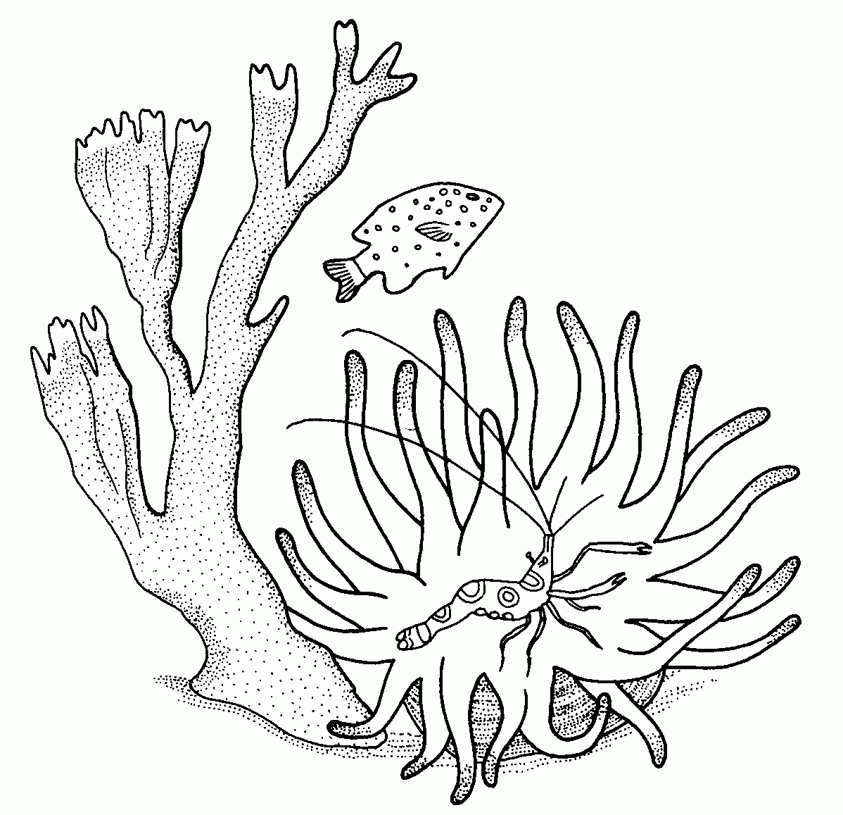 Dibujos de Coral (Naturaleza) para colorear – Páginas imprimibles gratis