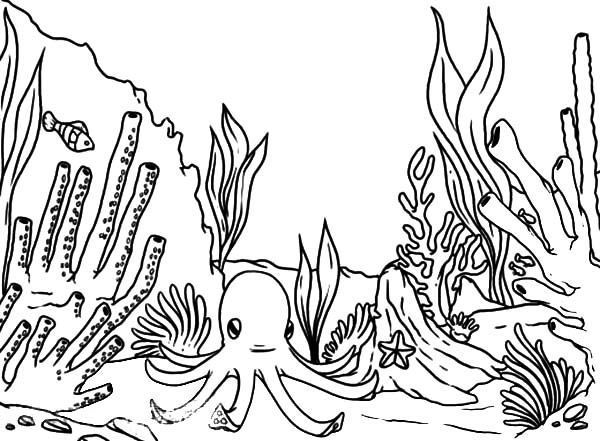 Dibujo para colorear: Coral (Naturaleza) #163042 - Dibujos para Colorear e Imprimir Gratis