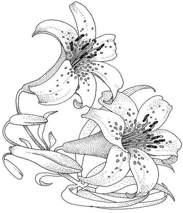 Dibujo para colorear: Flores (Naturaleza) #155026 - Dibujos para Colorear e Imprimir Gratis