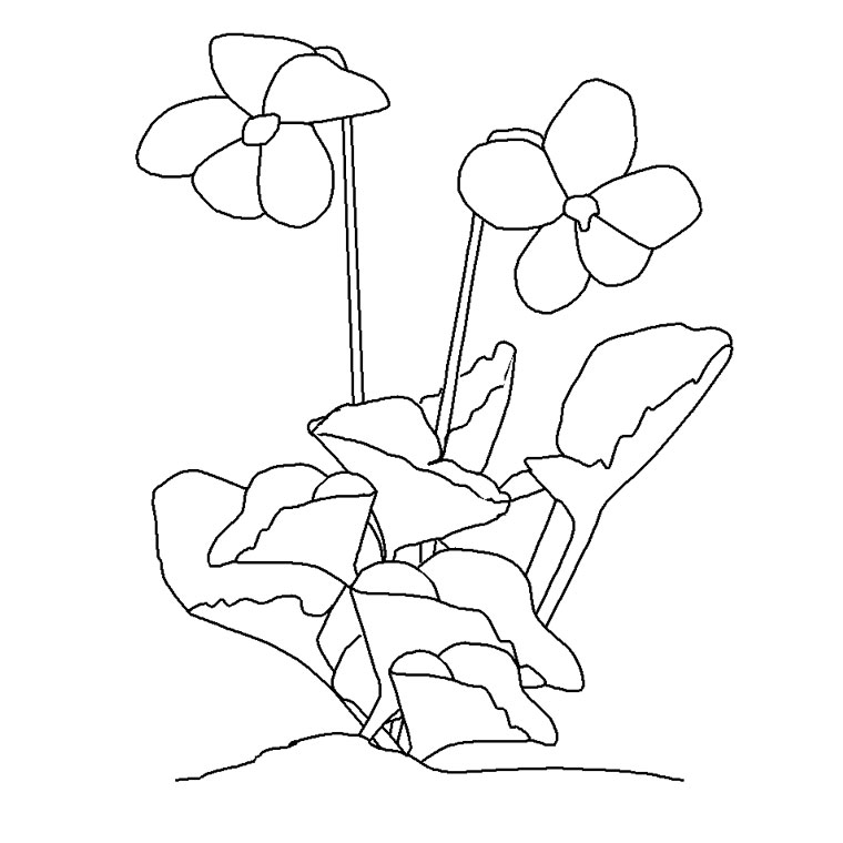 Dibujo para colorear: Flores (Naturaleza) #155045 - Dibujos para Colorear e Imprimir Gratis