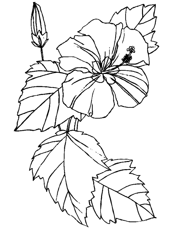 Dibujo para colorear: Flores (Naturaleza) #155056 - Dibujos para Colorear e Imprimir Gratis