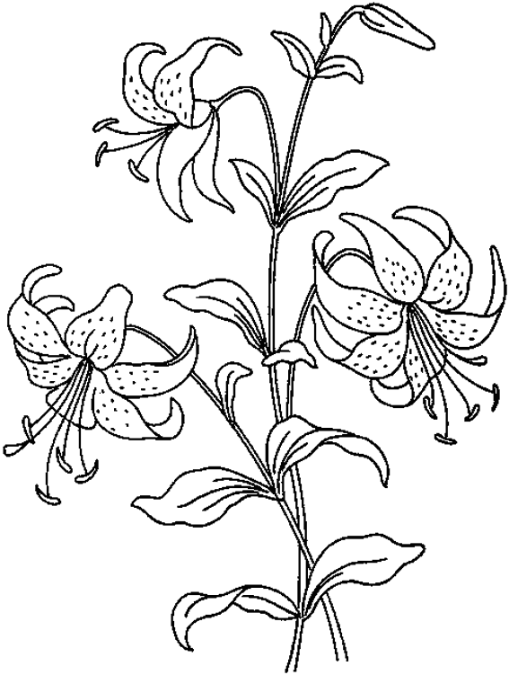 Dibujo para colorear: Flores (Naturaleza) #155057 - Dibujos para Colorear e Imprimir Gratis