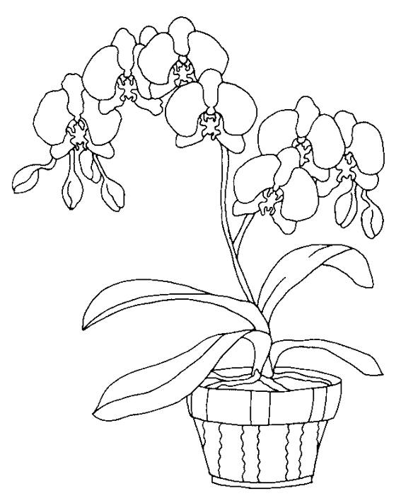 Dibujo para colorear: Flores (Naturaleza) #155091 - Dibujos para Colorear e Imprimir Gratis