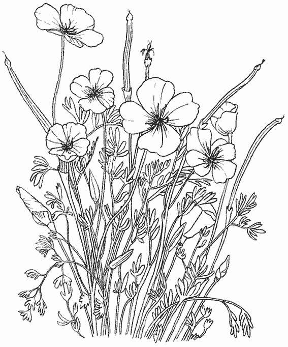 Dibujo para colorear: Flores (Naturaleza) #155094 - Dibujos para Colorear e Imprimir Gratis