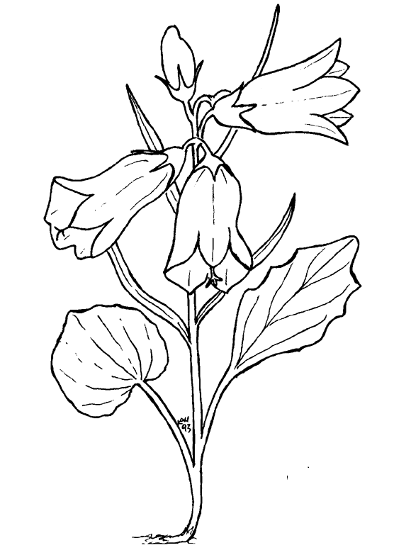 Dibujo para colorear: Flores (Naturaleza) #155095 - Dibujos para Colorear e Imprimir Gratis