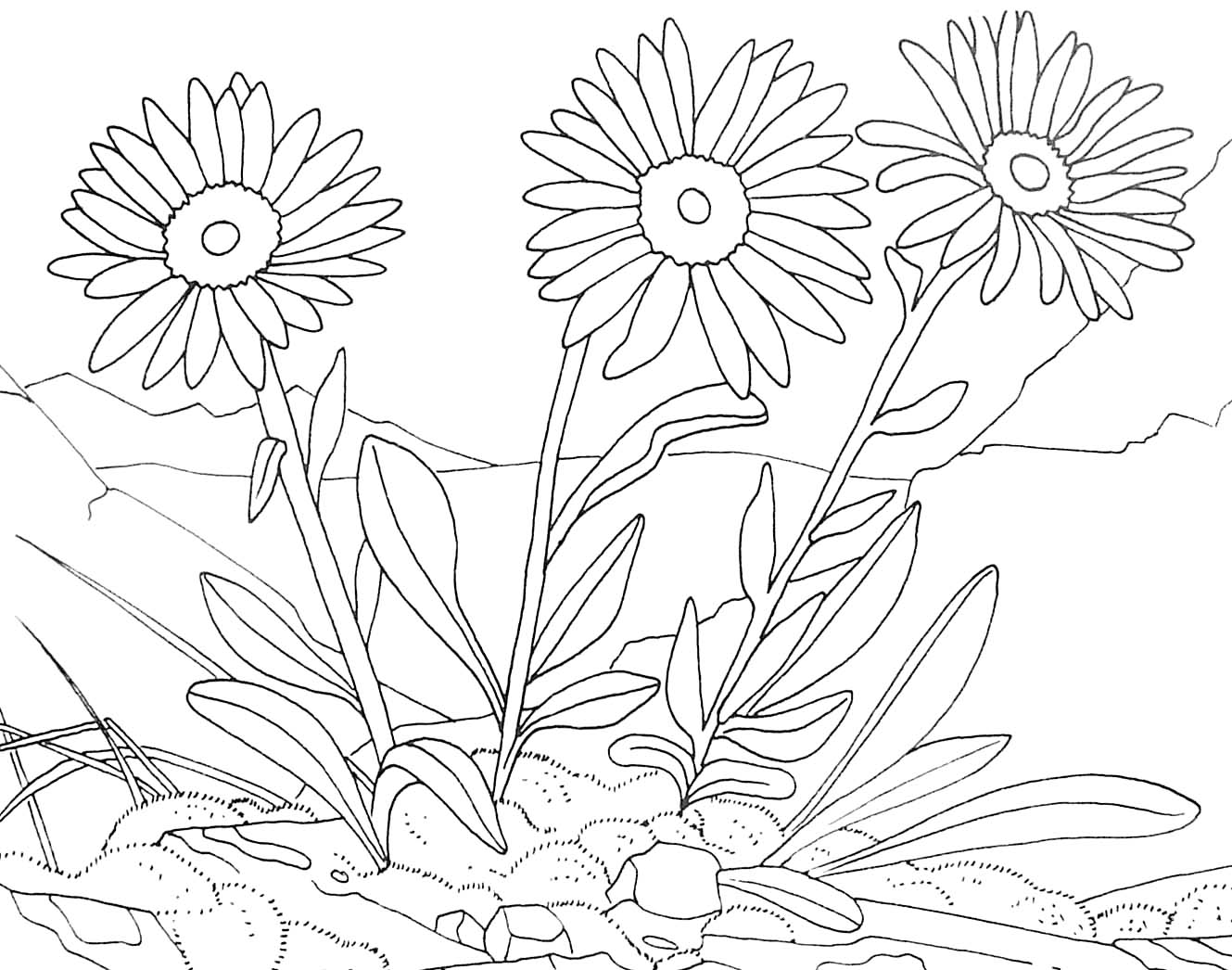 Dibujo para colorear: Flores (Naturaleza) #155116 - Dibujos para Colorear e Imprimir Gratis