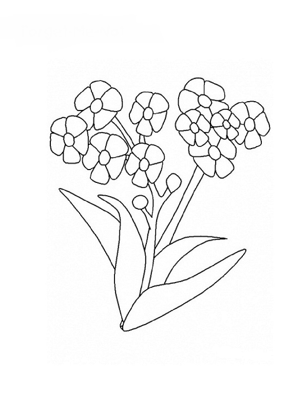 Dibujo para colorear: Flores (Naturaleza) #155128 - Dibujos para Colorear e Imprimir Gratis