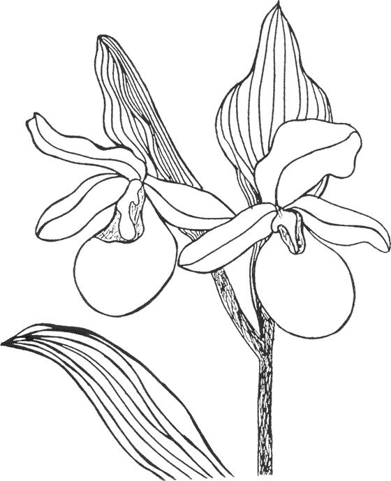 Dibujo para colorear: Flores (Naturaleza) #155130 - Dibujos para Colorear e Imprimir Gratis