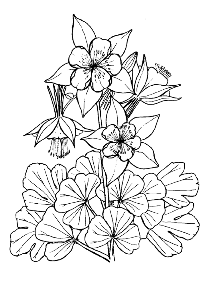 Dibujo para colorear: Flores (Naturaleza) #155144 - Dibujos para Colorear e Imprimir Gratis