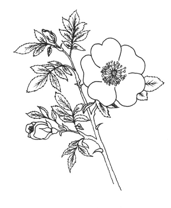 Dibujo para colorear: Flores (Naturaleza) #155149 - Dibujos para Colorear e Imprimir Gratis