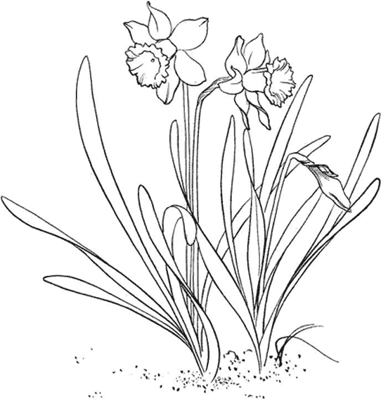 Dibujo para colorear: Flores (Naturaleza) #155166 - Dibujos para Colorear e Imprimir Gratis