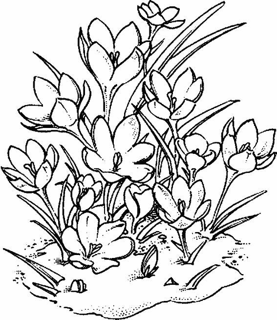 Dibujo para colorear: Flores (Naturaleza) #155170 - Dibujos para Colorear e Imprimir Gratis