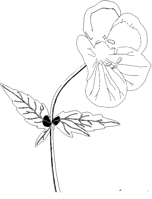 Dibujo para colorear: Flores (Naturaleza) #155182 - Dibujos para Colorear e Imprimir Gratis