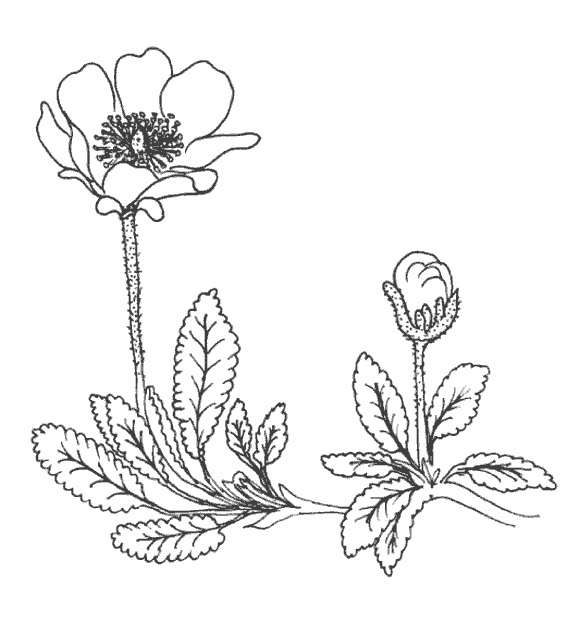 Dibujo para colorear: Flores (Naturaleza) #155197 - Dibujos para Colorear e Imprimir Gratis