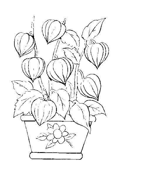 Dibujo para colorear: Flores (Naturaleza) #155208 - Dibujos para Colorear e Imprimir Gratis