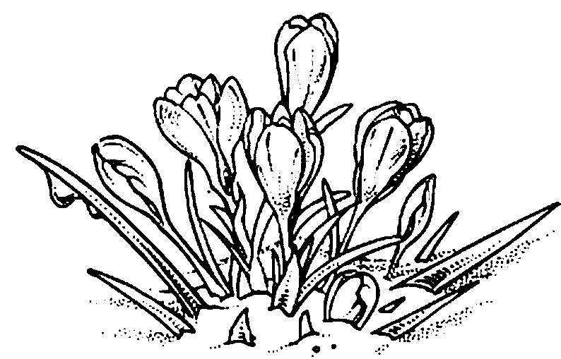 Dibujo para colorear: Flores (Naturaleza) #155215 - Dibujos para Colorear e Imprimir Gratis