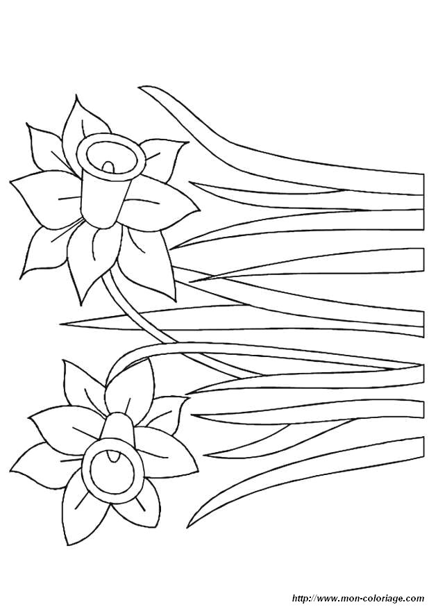 Dibujo para colorear: Flores (Naturaleza) #155217 - Dibujos para Colorear e Imprimir Gratis