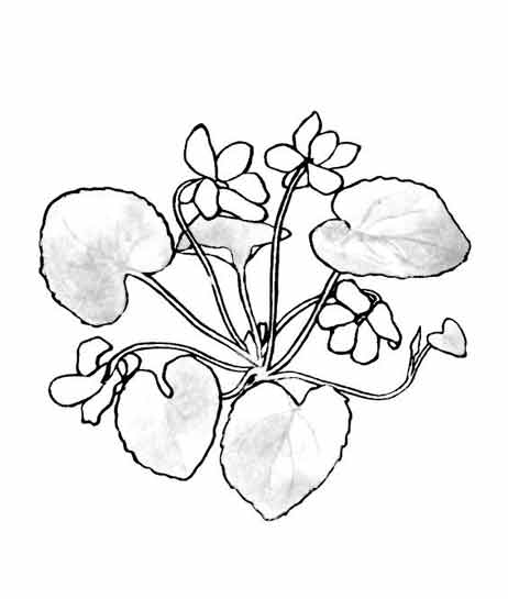 Dibujo para colorear: Flores (Naturaleza) #155218 - Dibujos para Colorear e Imprimir Gratis