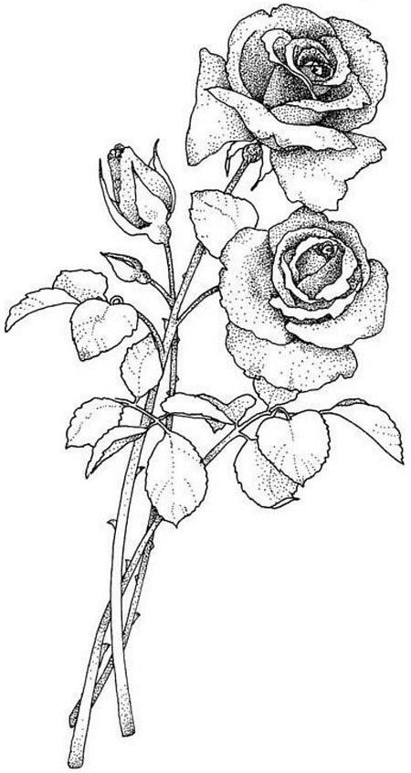 Dibujo para colorear: Flores (Naturaleza) #155220 - Dibujos para Colorear e Imprimir Gratis