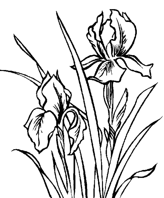 Dibujo para colorear: Flores (Naturaleza) #155225 - Dibujos para Colorear e Imprimir Gratis