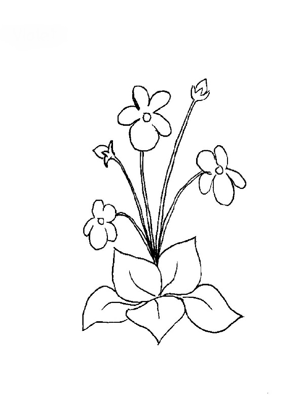 Dibujo para colorear: Flores (Naturaleza) #155252 - Dibujos para Colorear e Imprimir Gratis