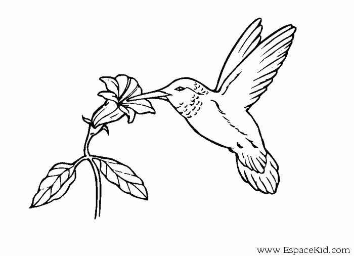 Dibujo para colorear: Flores (Naturaleza) #155258 - Dibujos para Colorear e Imprimir Gratis