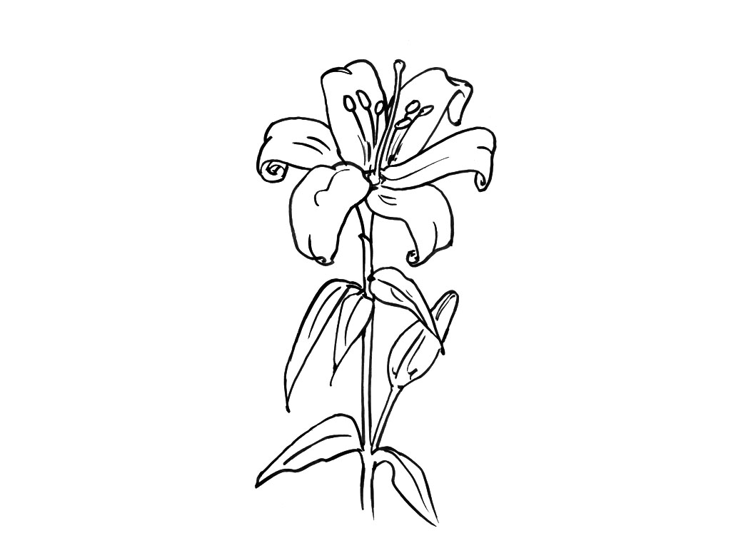 Dibujo para colorear: Flores (Naturaleza) #155259 - Dibujos para Colorear e Imprimir Gratis