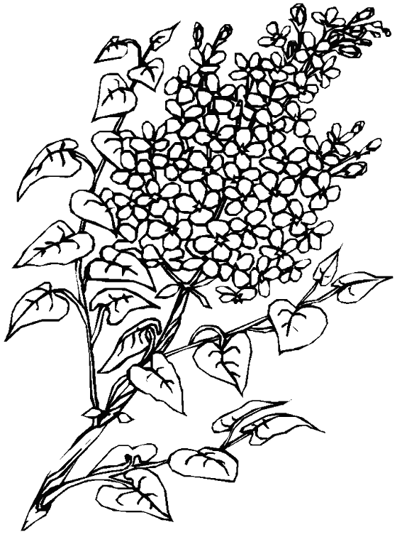 Dibujo para colorear: Ramo de flores (Naturaleza) #160995 - Dibujos para Colorear e Imprimir Gratis