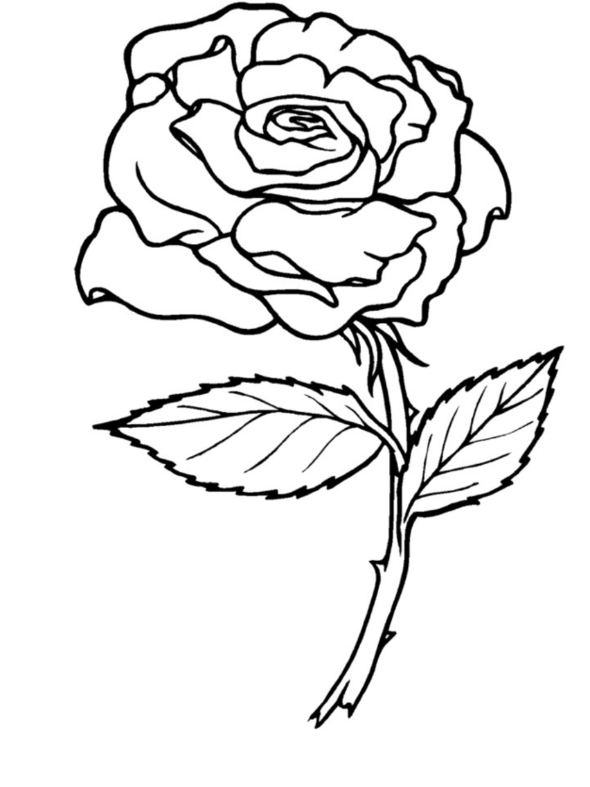 Dibujo para colorear: Rosas (Naturaleza) #161864 - Dibujos para Colorear e Imprimir Gratis