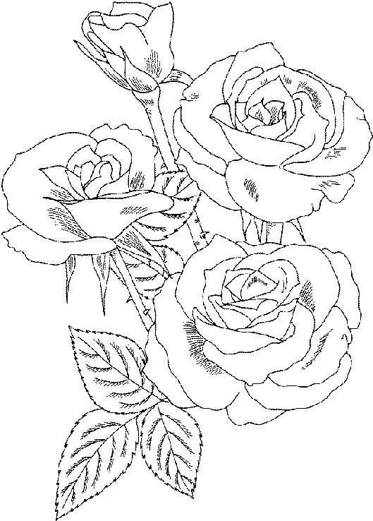 Dibujo para colorear: Rosas (Naturaleza) #161910 - Dibujos para Colorear e Imprimir Gratis