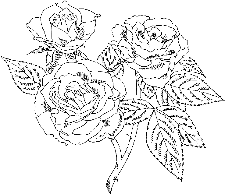 Dibujo para colorear: Rosas (Naturaleza) #161913 - Dibujos para Colorear e Imprimir Gratis