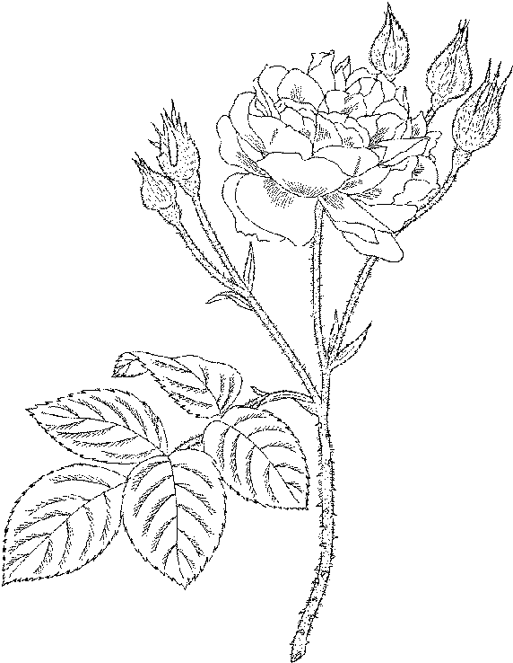 Dibujo para colorear: Rosas (Naturaleza) #161953 - Dibujos para Colorear e Imprimir Gratis