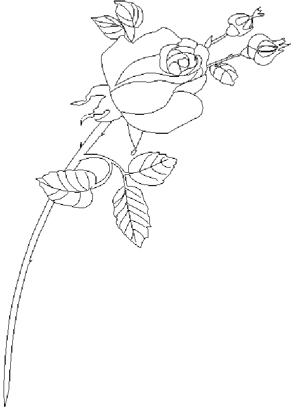 Dibujo para colorear: Rosas (Naturaleza) #161965 - Dibujos para Colorear e Imprimir Gratis