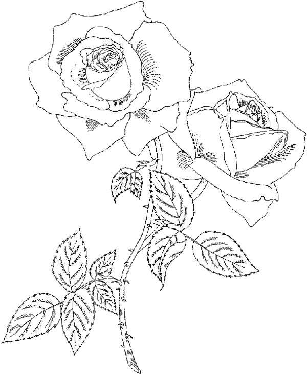 Dibujo para colorear: Rosas (Naturaleza) #161977 - Dibujos para Colorear e Imprimir Gratis