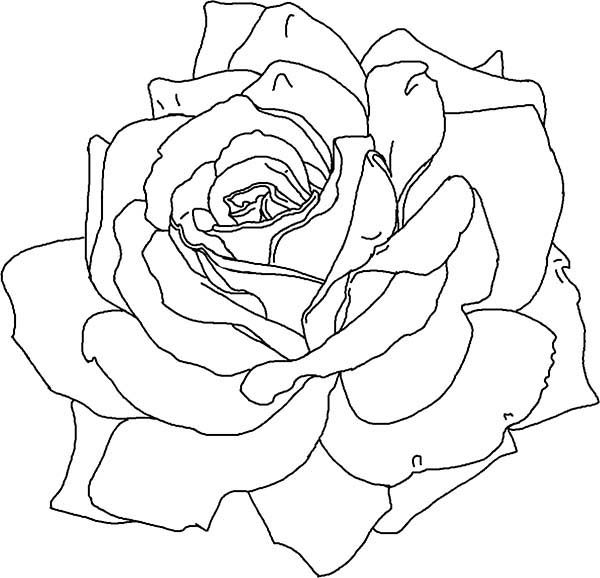 Dibujo para colorear: Rosas (Naturaleza) #161983 - Dibujos para Colorear e Imprimir Gratis