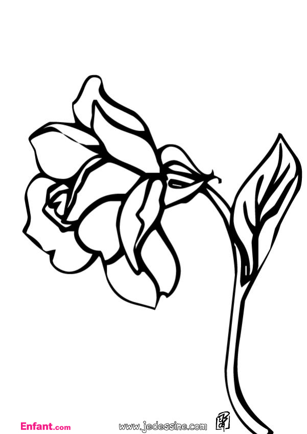 Dibujo para colorear: Rosas (Naturaleza) #162026 - Dibujos para Colorear e Imprimir Gratis