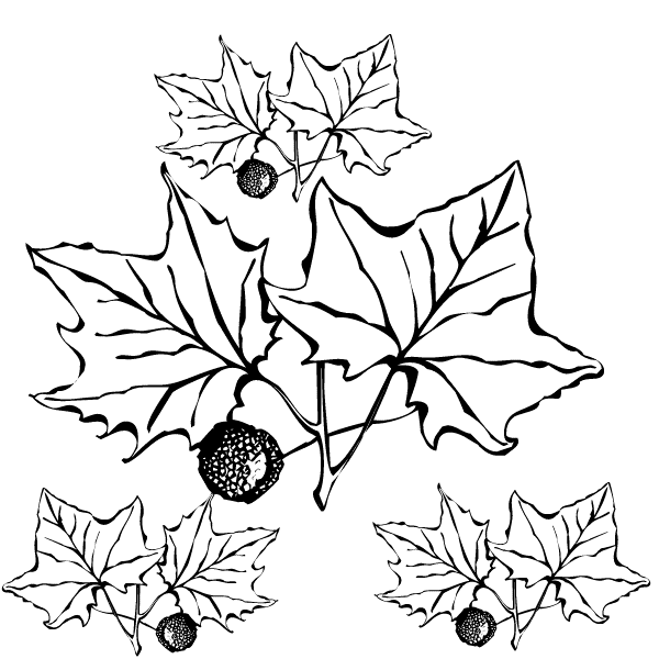 Dibujo para colorear: Temporada de Otoño (Naturaleza) #164290 - Dibujos para Colorear e Imprimir Gratis