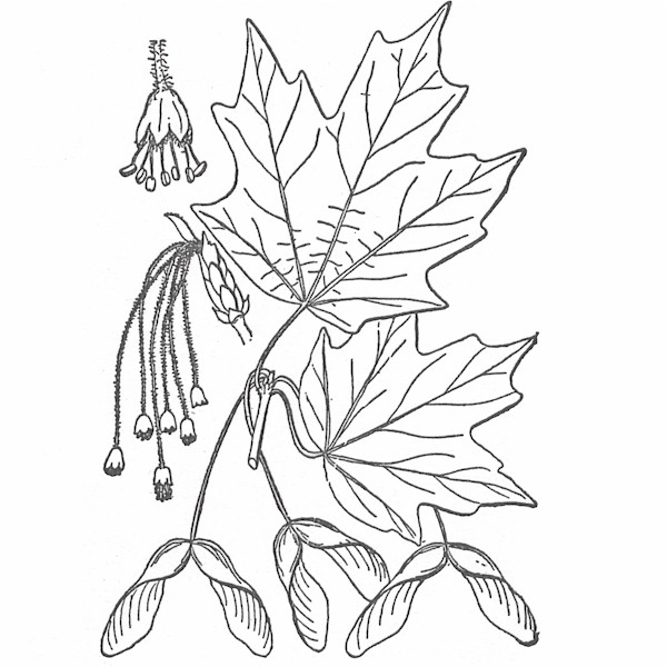 Dibujo para colorear: Temporada de Otoño (Naturaleza) #164361 - Dibujos para Colorear e Imprimir Gratis