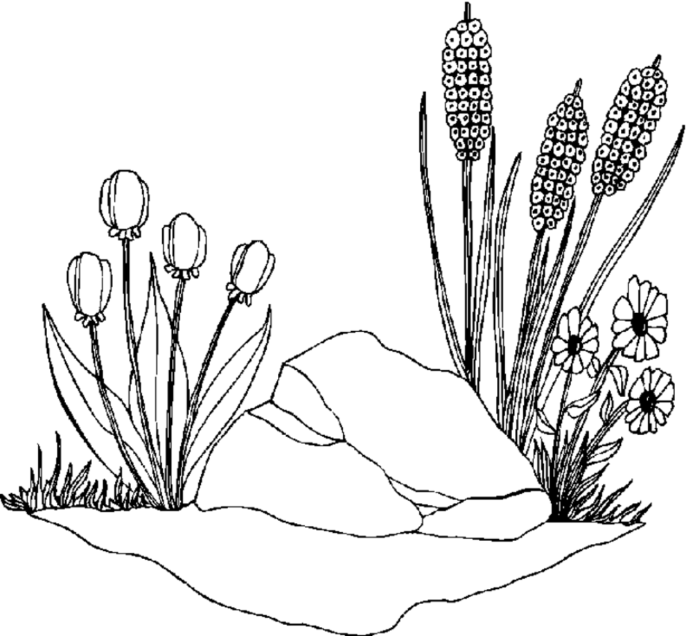 Dibujo para colorear: Temporada de Primavera (Naturaleza) #165054 - Dibujos para Colorear e Imprimir Gratis